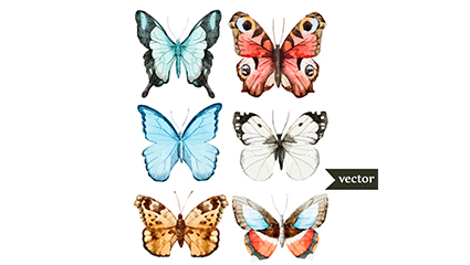 6 beautiful watercolor butterfly Vector