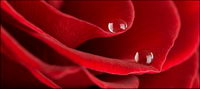 Big close-up picture of red roses material -5