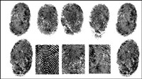 Fingerprint vector material -1