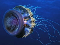It is pleasant to enjoy underwater photography  (50P)