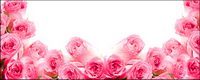 Pink roses-picture