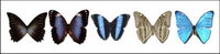 Butterfly series of transparent PNG icon