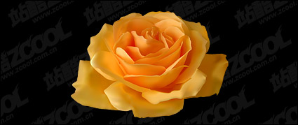 Realism yellow roses vector material